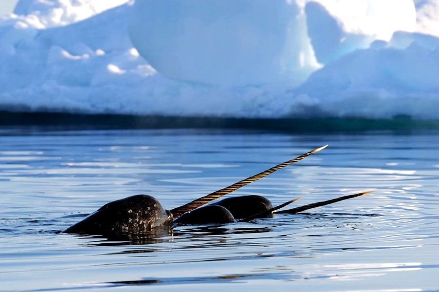 With #NationalUnicornDay yesterday and #WhaleWednesday today, let’s talk about Narwhals! The most conspicuous characteristic of the male narwhal is a single long tusk. The purpose is debated, whether #narwhals use their tusks to fight or break sea ice - we think a little of both.