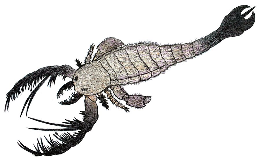 https://en.wikipedia.org/wiki/Megalograptus#/media/File:Megalograptus_color_reconstruction.png
