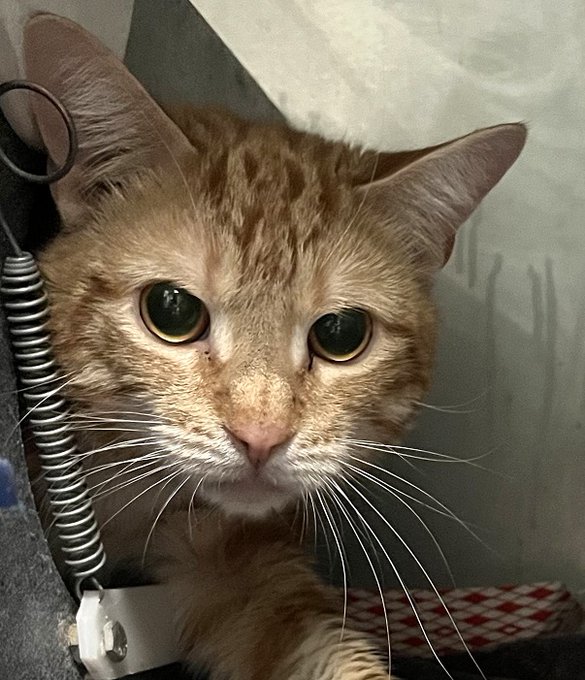 Looks like tabby Pluto at NYC ACC got away so the killers there never had their way! It was Staten Isl. Hope who won the day & honor your pledges or donate if you may! For this awesome rescue I'm grateful I need to say! Donation website: statenislandhopeanimalrescue.org/donate 😺💞👏👍