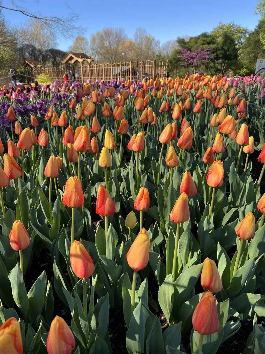 Not to miss @mobotgarden these days: colorful Rhododendron balls and tulips 🌷 tulips 🌷 tulips 🩷💜🧡