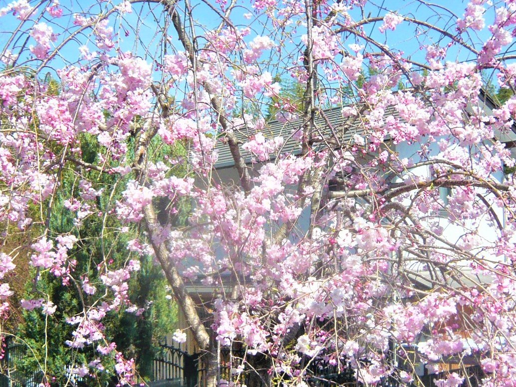 今日のmy song🎵 先日の雨でわが家の桜も随分散りました🌸 風雨にさらされても 命♡精一杯咲かせるその姿が愛おしい 私は私を生きればいいね ありがとう ポスト拝見後ほど🙏 いきものがかり = 08. 心の花を笑かせよう (Kokorono Hanawo Sakaseyou) youtu.be/-CqWQEhdmjc?si… @YouTubeより 昨年の桜