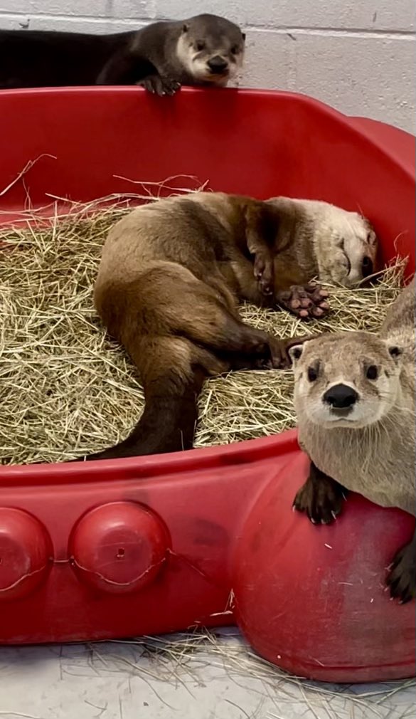 We want to set the record straight - Audubon Zoo’s North American river otters Black, Sammy, and Ryobi are safe at home and otterly chillin’ 💤