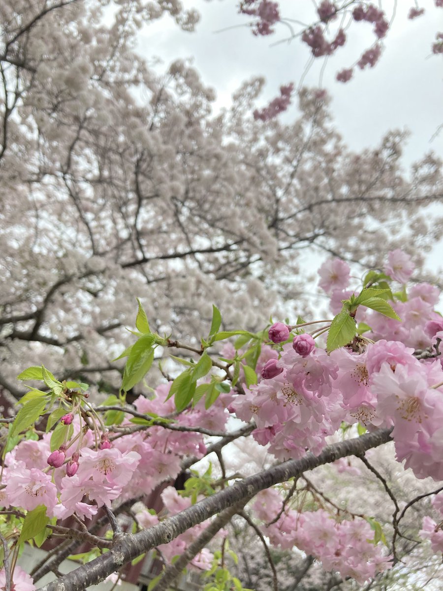 cafe_chamame's tweet photo. おはようございます🤲
4月に入ってやっと春らしい陽気になりましたね。皆さんお花見はもう行かれましたか?
今日も一日よろしくお願いします🌸
#kobecafe #kobecoffee #kobenagata https://t.co/Cqh5cGdsTf