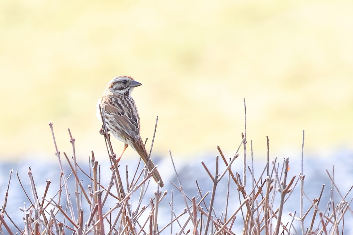 CanonBirdBranch's tweet image. キヤノンUSAから野鳥調査で撮影した写真が届きました！
#SongSparrow #MourningDove #AmericanRobin #Killdeer
