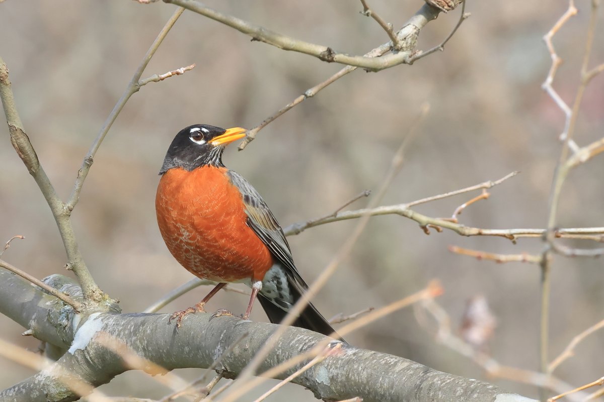 CanonBirdBranch's tweet image. キヤノンUSAから野鳥調査で撮影した写真が届きました！
#SongSparrow #MourningDove #AmericanRobin #Killdeer
