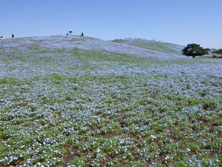 茨城県・国営ひたち海浜公園 ネモフィラ開花予想（4月11日時点） ・現在5分咲き ・見頃は平年並みで、4月13日に見頃・7分咲き、18日に見頃になる予想 ・ピークは例年1週間～10日程 ※8日時点から見頃予想が1日早くなりました hitachikaihin.jp/forecast/forec…