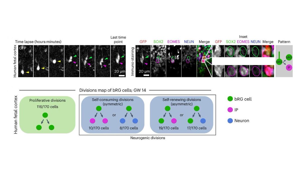 A recent @NatureCellBio paper from Drs. Laure Coquand, @ClariBrunet, @Alex_Baffet, and their colleagues reveals a remarkable conservation of #CellFate decisions in cerebral #organoids. 🧠 📑: go.nature.com/3TFM8Mj 💬: bit.ly/3xt5EE5