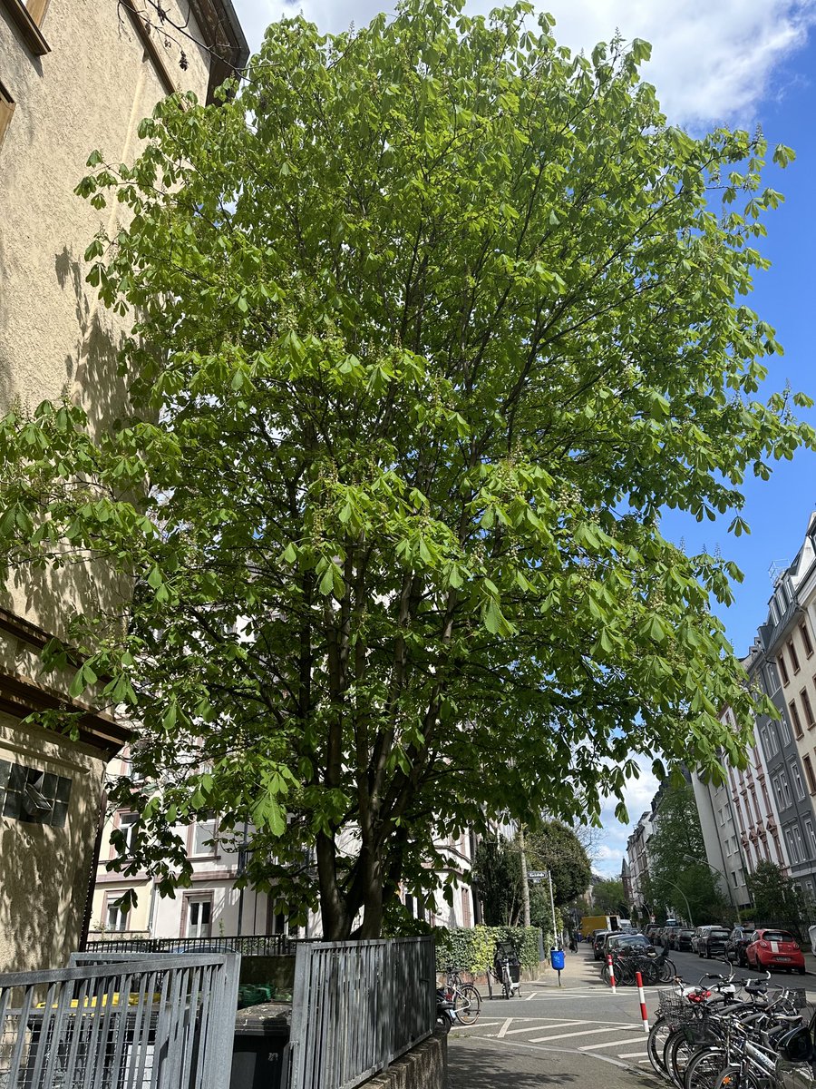 🌳🌳🌳Diese schöne Kastanie hat vor vielen Jahren ein befreundeter Ökoguerillero nachts in einen fremden Garten gepflanzt. Ein paar hässliche Fliesen im Vorgarten ausgegraben, den Winzling (nur ein Zweig) eingesetzt, heimlich gewässert. Nun seht ihn Euch an! #Frankfurt🌳🌳🌳