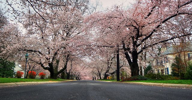 Cherry Blossoms in Maryland buff.ly/4cUwfdQ #photography #travel #bethesda #maryland #cherryblossom #tree #flower #blossom #bloom #street #neighborhood #kenwood #spring #nature
