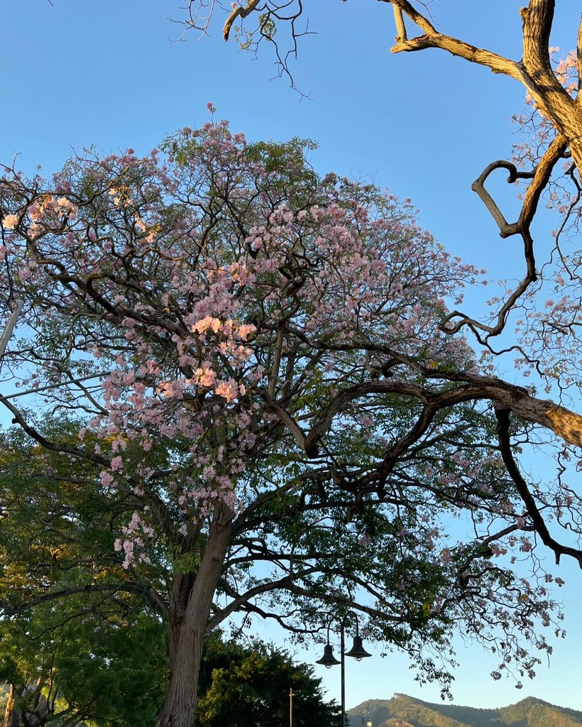 reudrew's tweet photo. April is a beautiful month, and #poui flowers are in full bloom! Today, the pink #poui was particularly prominent and caught my attention. It served as a reminder to #standagainsthate and to celebrate #antibullying. Let's spread love and kindness to make the world a better place https://t.co/bhAGBPh69g