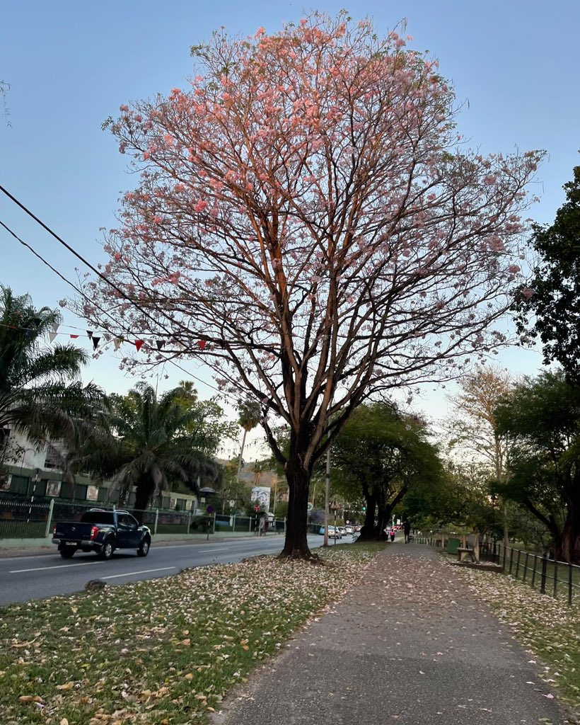 reudrew's tweet photo. April is a beautiful month, and #poui flowers are in full bloom! Today, the pink #poui was particularly prominent and caught my attention. It served as a reminder to #standagainsthate and to celebrate #antibullying. Let's spread love and kindness to make the world a better place https://t.co/bhAGBPh69g