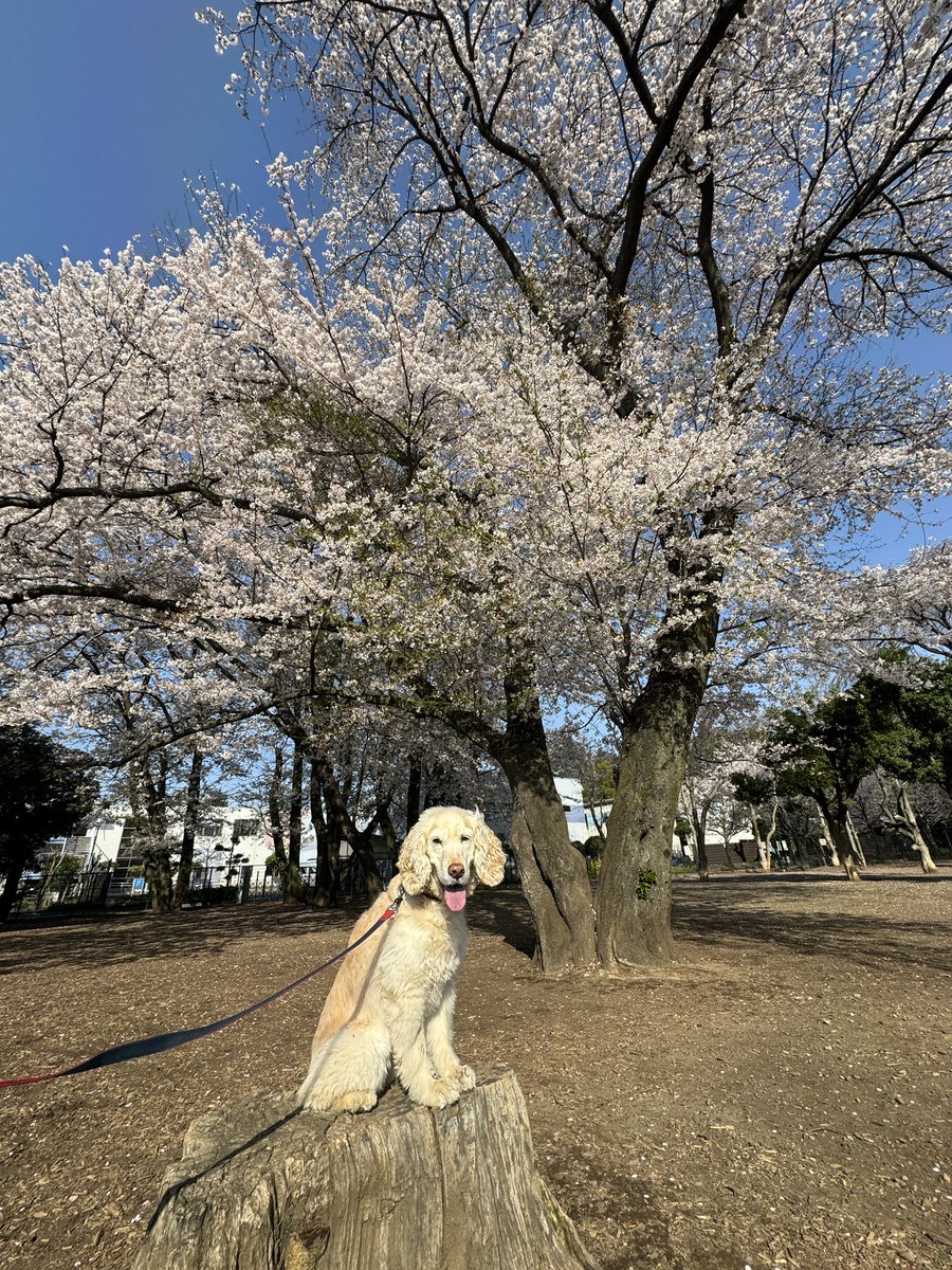 RetSora's tweet photo. 早く撮ってええぇ！！

まさに今朝やってきました🤣

皆んなもお花見しましたか🌸？

#るなちゃん5ヶ月になったよ 
#9キロオーバー
#流石にそらちゃんは無理 https://t.co/EOYj0yu5iy
