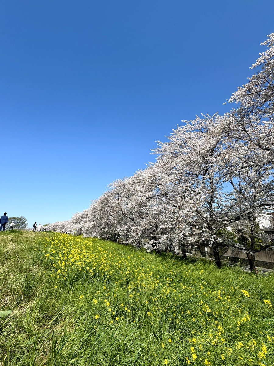 熊谷桜堤🌸
散りはじめてるけど週末までもつかな。