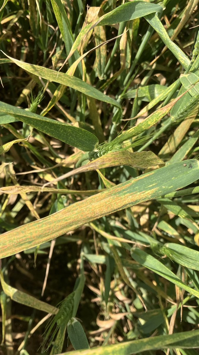 hixsona's tweet image. Stripe rust completely covering the flagleaf of some susceptible wheat varieties in Altus, OK.  Protect the flagleaf before it’s too late!!