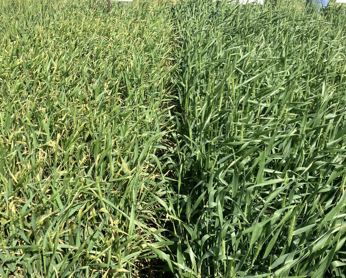 hixsona's tweet image. Stripe rust completely covering the flagleaf of some susceptible wheat varieties in Altus, OK.  Protect the flagleaf before it’s too late!!