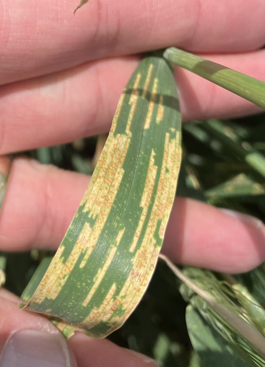 hixsona's tweet image. Stripe rust completely covering the flagleaf of some susceptible wheat varieties in Altus, OK.  Protect the flagleaf before it’s too late!!