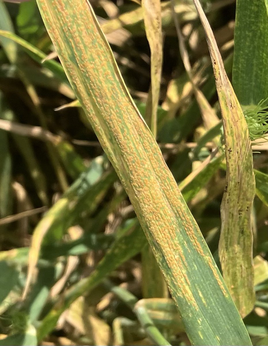 hixsona's tweet image. Stripe rust completely covering the flagleaf of some susceptible wheat varieties in Altus, OK.  Protect the flagleaf before it’s too late!!