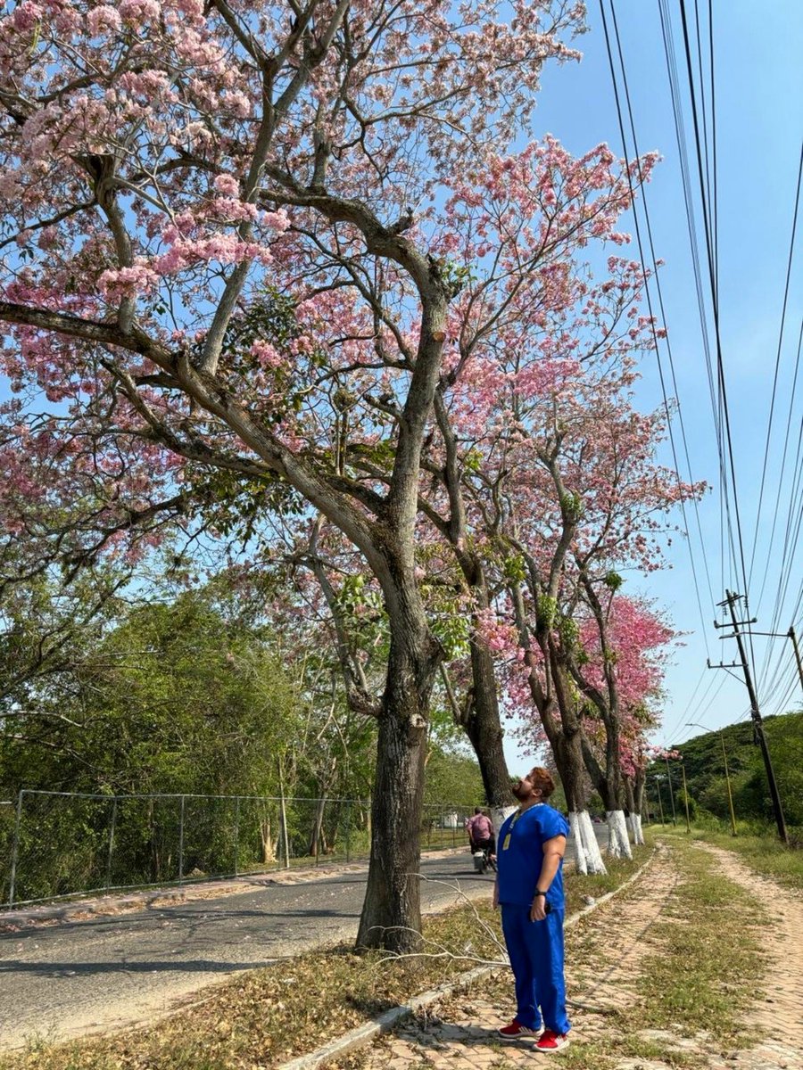 dr_ricardez1's tweet photo. Los bosques de Sakura(flor de cerezo)🌸 en Japón... Los envidiosos dirán que es macuilis en cunduacán
#macuilis #sakura #Primavera #rosa https://t.co/e1IsCfE3Bq