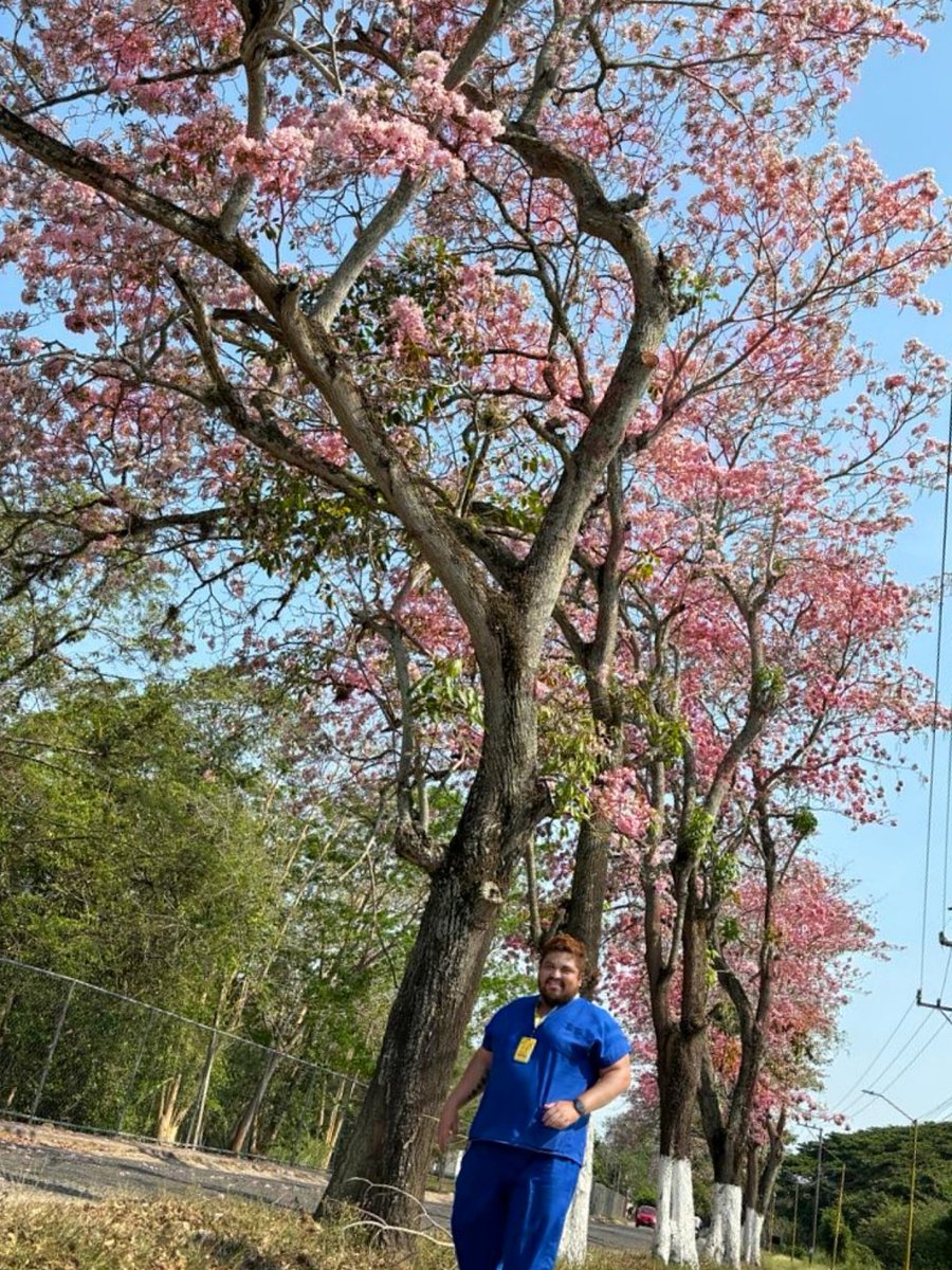 dr_ricardez1's tweet photo. Los bosques de Sakura(flor de cerezo)🌸 en Japón... Los envidiosos dirán que es macuilis en cunduacán
#macuilis #sakura #Primavera #rosa https://t.co/e1IsCfE3Bq