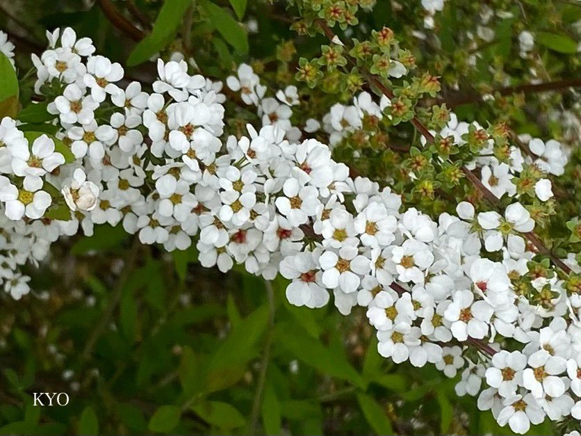 たくさんの小さな白い花
桜の木のそばで
仲良く咲いておりました.✿

#ユキヤナギ