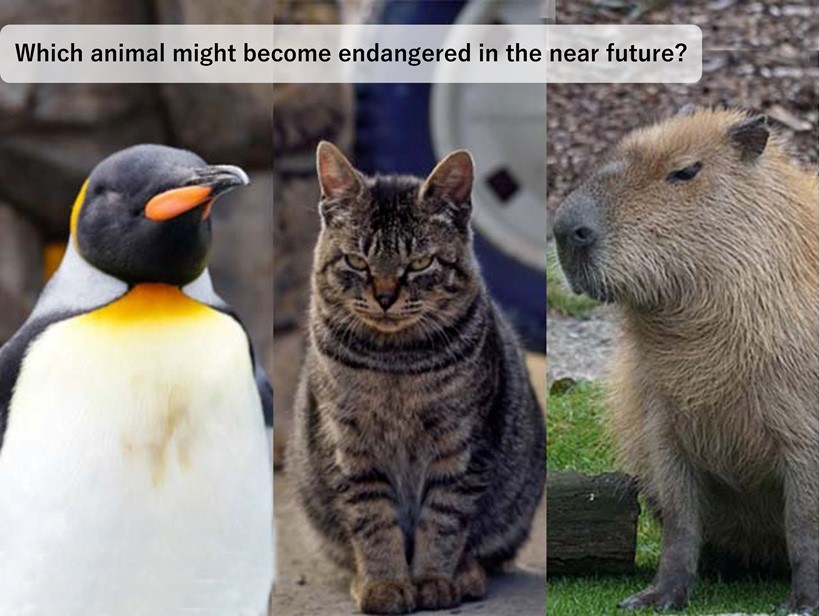 [Which animal might become endangered in the near future?]
Everyone loves this animal, but it might become endangered in the near future. Which animal is it?
(1) Emperor Penguin
(2) Domestic Cat
(3) Capybara