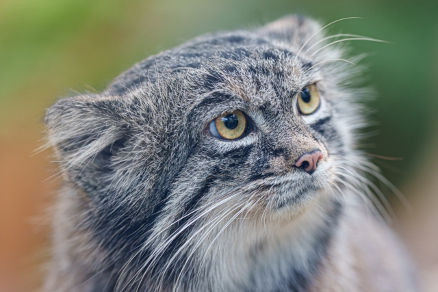 April 23rd is #PallasCatsDay!
Did you know Manuls are one of the oldest wildcat species & their name means 'little cat' in Mongolian? Sadly, they're endangered. For more information:
conservationcubclub.com/international-…