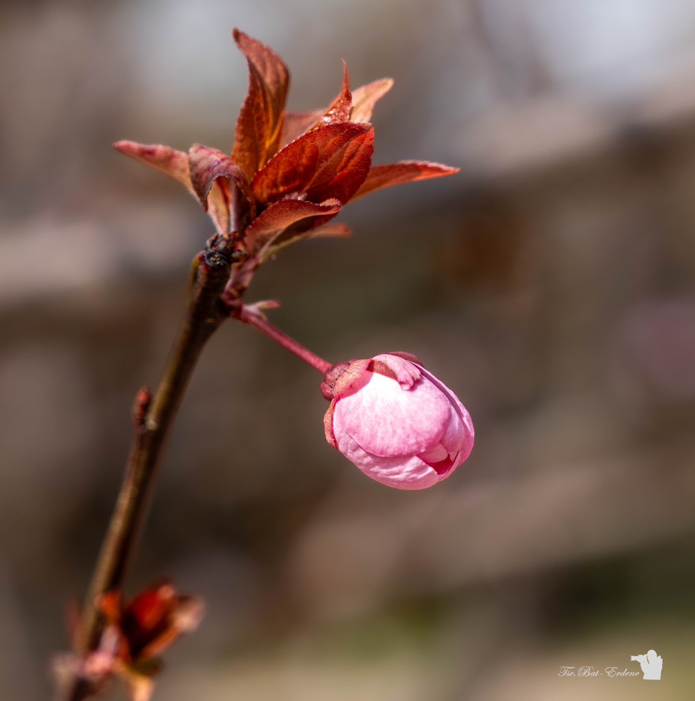 Нэгэн сайхан өдрийн мэнд ээ 💐