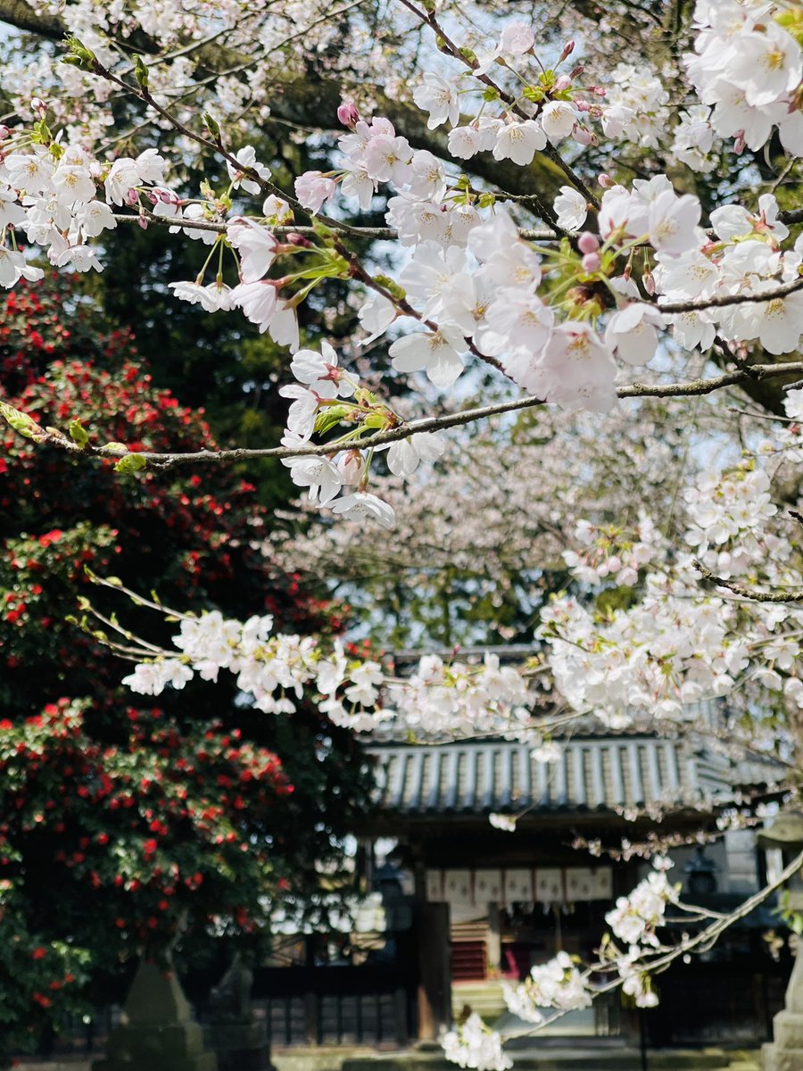 桜も椿もとても良い感じです。見頃ですね。

⛩️藤基神社 / Fujimoto Shrine

#村上城跡
#藤基神社
#村上市
#神社
#新潟県　
#新潟
#神社巡り
#御朱印
#限定御朱印
#椿
#桜