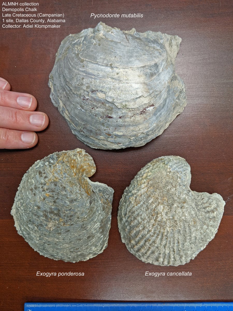 The Upper Cretaceous rocks of Alabama yield many large oysters. Here are a few large examples from a single site with ~78 million-year-old limestones. Specimens @UAMNH @uamuseums. #FossilFriday! #fossil #paleontology #RollTide