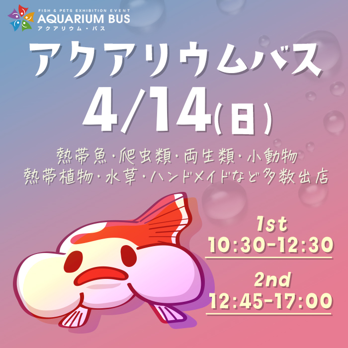 今週末はアクアリウムバス開催！

🐠第38回アクアリウムバス4/14(日）浅草

今回は、過去最大の3フロア
全国から168ブースのお店が並びます！！
aquariumbus.com/shoplist/

アクアリウムに限らず、
爬虫類をはじめとした様々な生き物ブースをゆっくり回れます。

皆様のご来場、お待ちしております！！