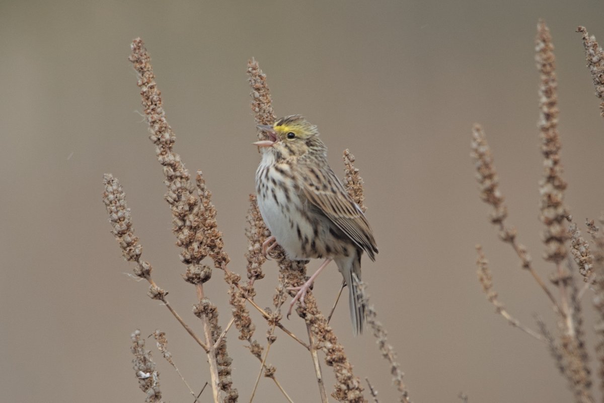 the savannah sparrow that lured me into high tide