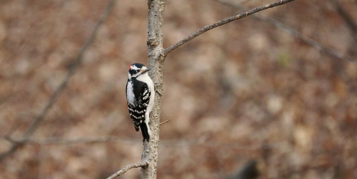 @wiscobirder @bird_collective Nature was COOKING when they designed downy woodpeckers