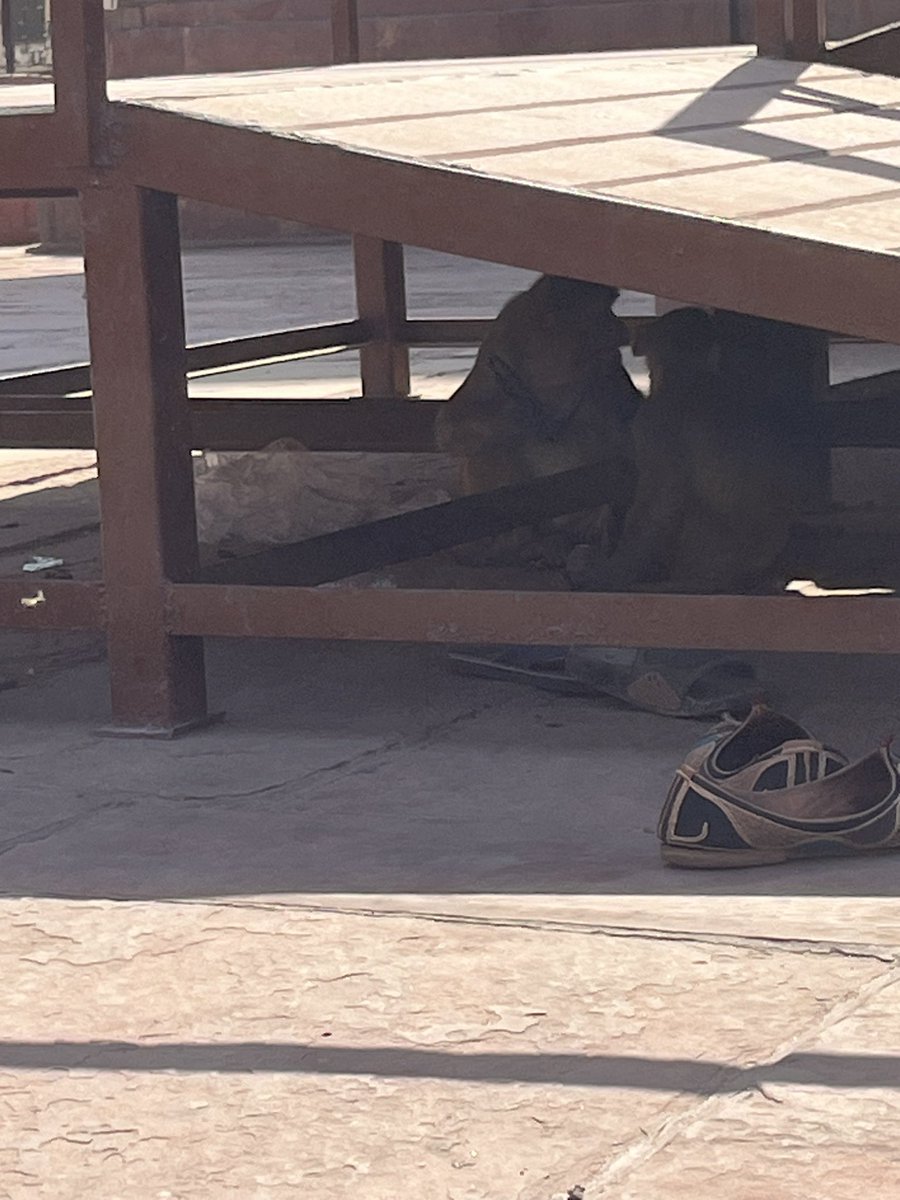DeoSikta's tweet photo. #Vrindavan में कैसे टूटा चश्मा
देखिए और समझिए 🐵 🙈 🙉
#ReporterDiaries
#Elections2024 https://t.co/32BnfsBYCx