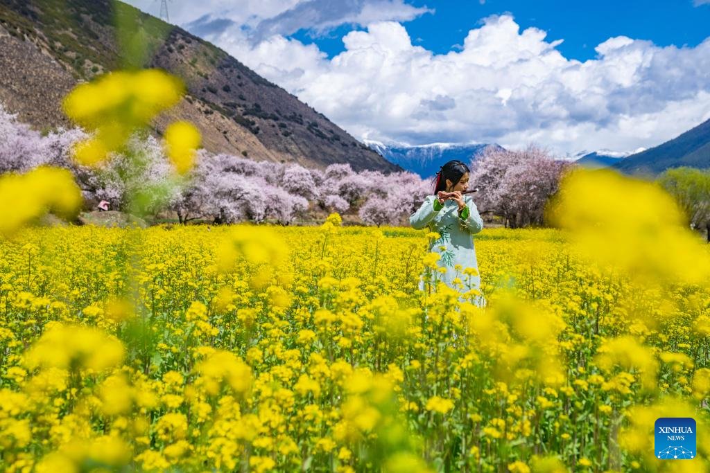 VoiceofPD's tweet image. #SpringinChina
🌺🌺 View of blooming flowers in China's Xizang
#Xizang
More pics: en.people.cn/n3/2024/0411/c…