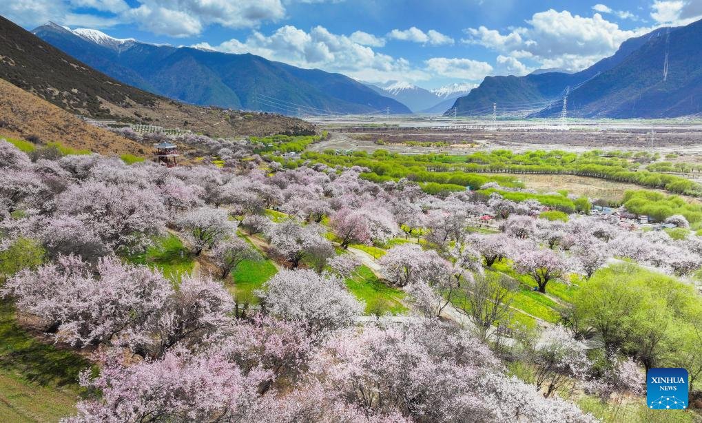 VoiceofPD's tweet image. #SpringinChina
🌺🌺 View of blooming flowers in China's Xizang
#Xizang
More pics: en.people.cn/n3/2024/0411/c…
