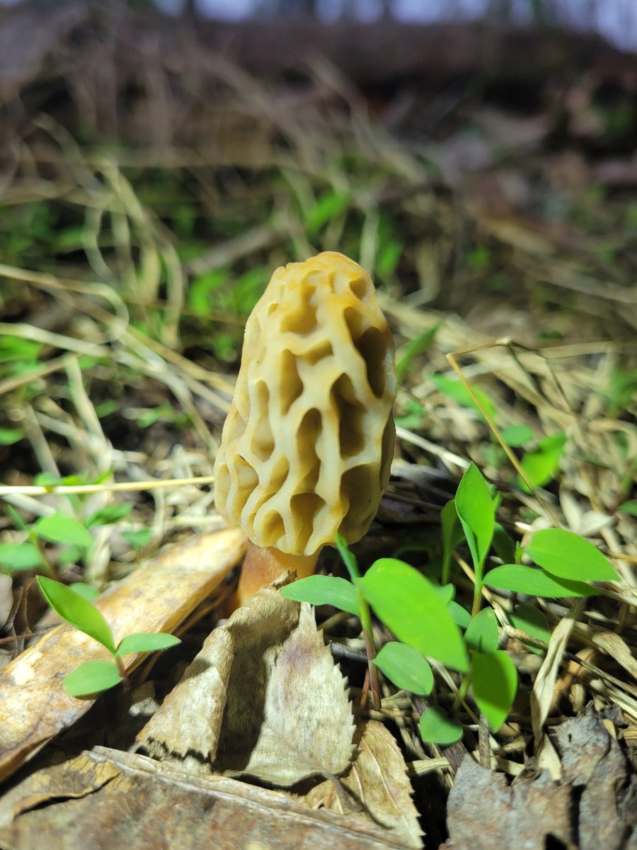 Morchella esculenta is an elusive bugger to find for the first timer. Finding one everyday and understanding the ecosystem. #3 for the season. #morelmushrooms