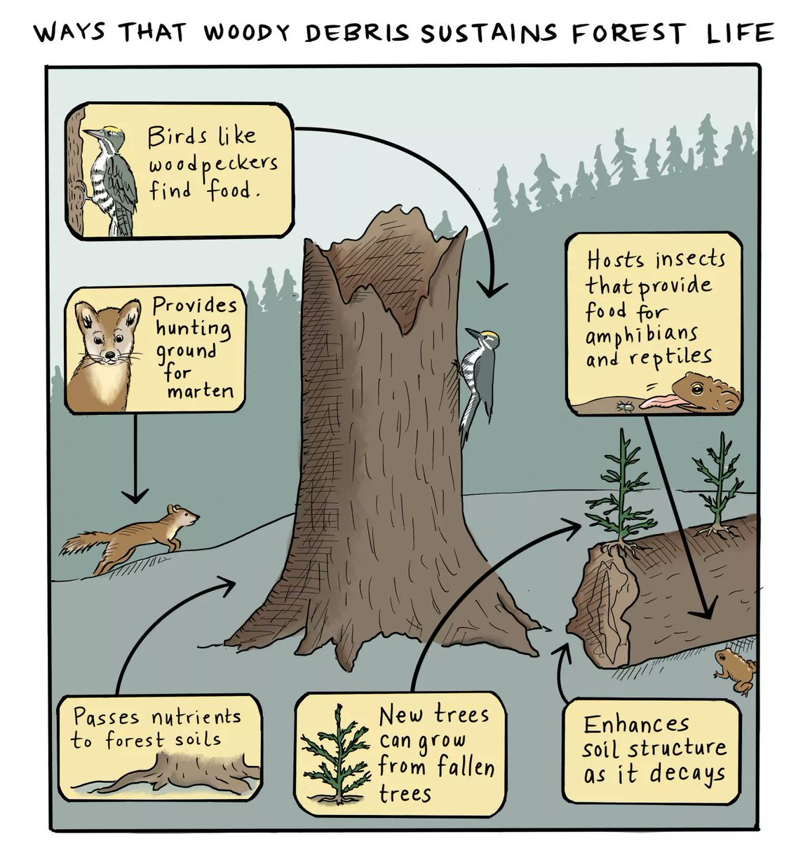 Hey @forestservice and @SenJeffMerkley, after tuning into the interior approps hearing today, maybe it's time to recognize the vital role dead/dying trees play in forest ecosystems. They deserve protection from overly aggressive 'forest health prescriptions'. #StopTheChop