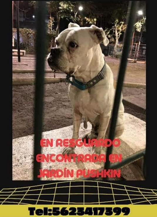 Se busca a su familia: Perra color blanco, tipo bóxer o cruza, collar azul, fue encontrada el 9/abril/24 en Jardín Pushkin, col. Roma Norte/Doctores, alcaldía Cuauhtémoc, CDMX.