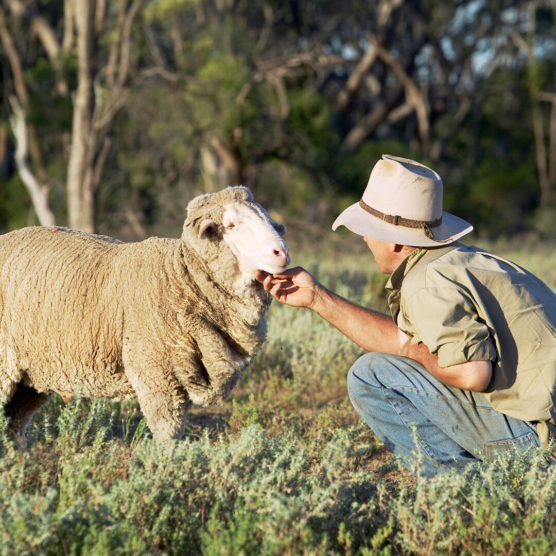 Calling all woolgrower can you spare a few minutes to tell us what is important to you! Thanks in advance. bit.ly/3VNqSH8 #AgTwitter