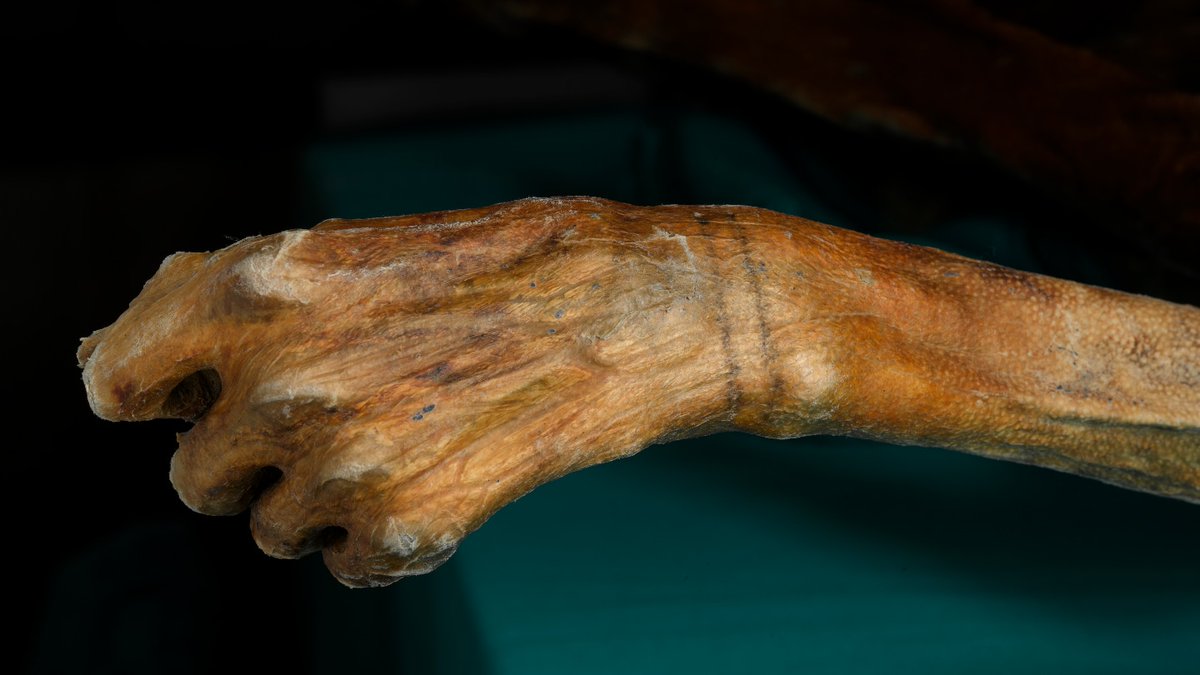 winrgirl's tweet photo. Tzi The Iceman Really Got His Tattoos—“Our study shows that the past 30 years of conventional wisdom as to how the Iceman was tattooed is incorrect,” says archaeologist Aaron Deter-Wolf of the Tennessee Division of Archaeology in ... https://t.co/47TVdl0nn5: https://t.co/0QsDtVP3UV