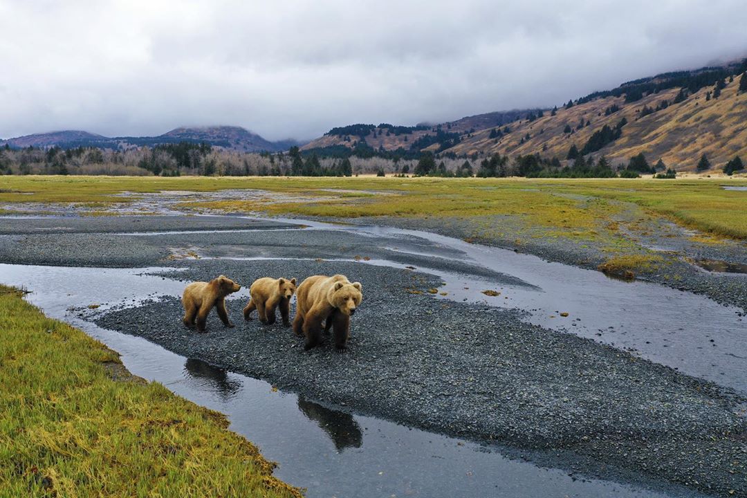 Did you know that @KodiakAlaska is home to the world’s largest brown bears? 🐻

📸: Instagram user nelzure #TravelAlaska