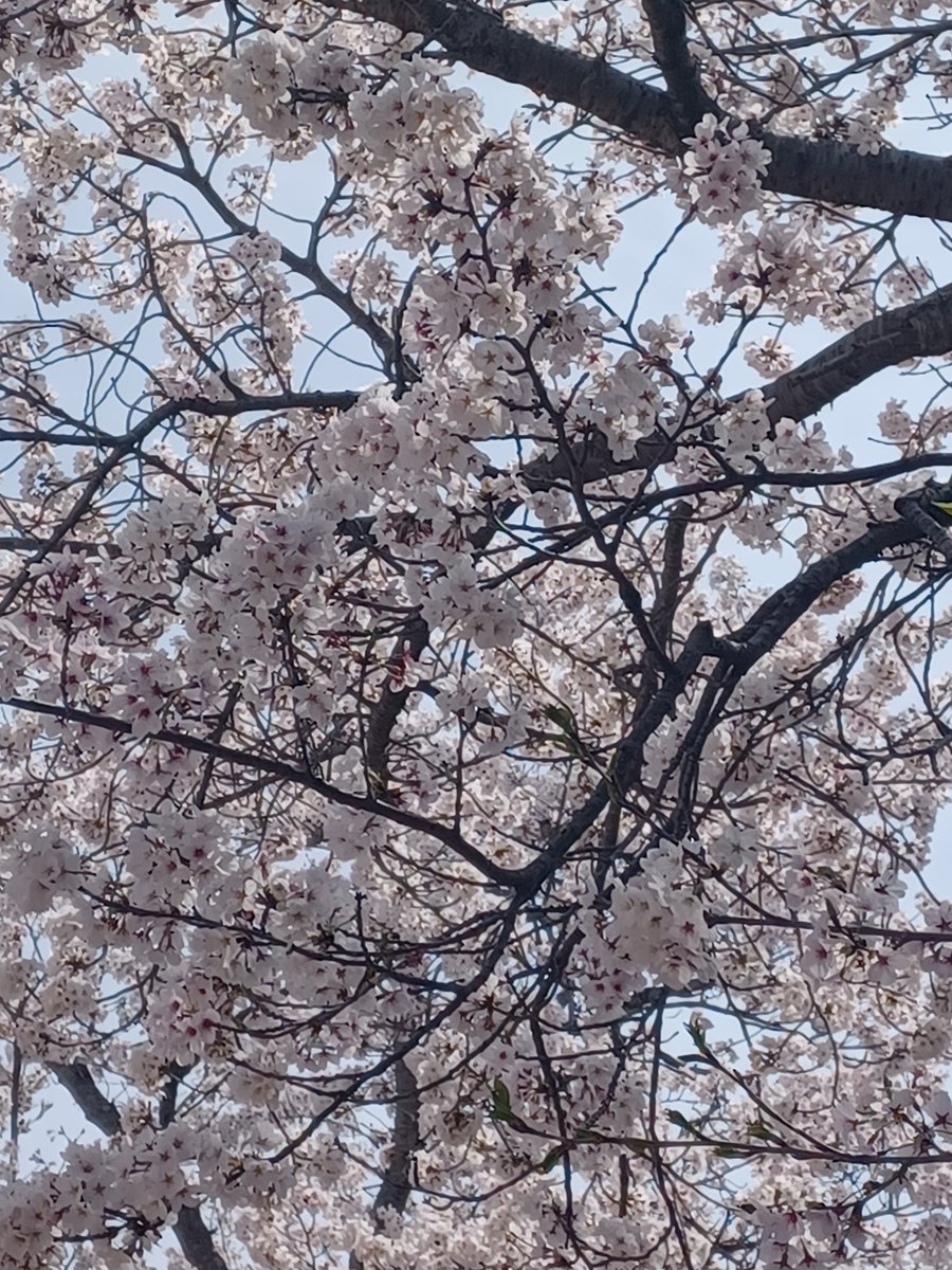 仕事場近くの公園満開☺️