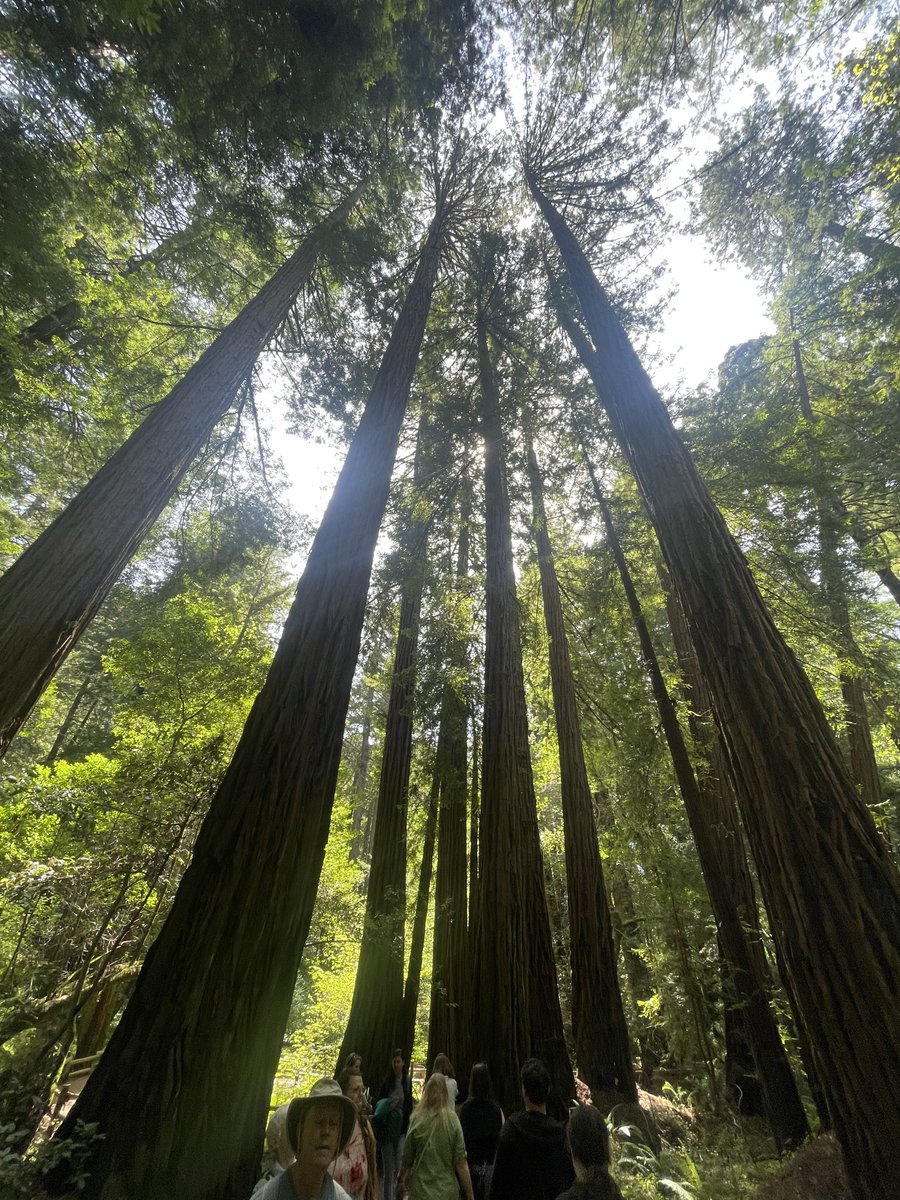 #Redwoods #California