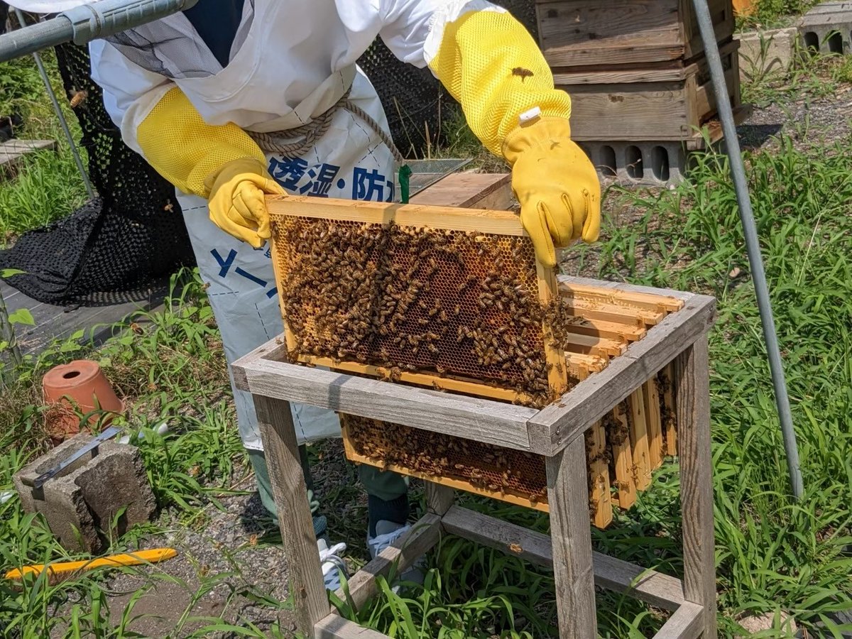 tuatbee's tweet photo. 養蜂サークルの4月活動日は、12日,16日,18日,22日,24日,25日になります。絶賛体験受入中なので興味がある方はご連絡ください🐝 https://t.co/0qktkRaGuF