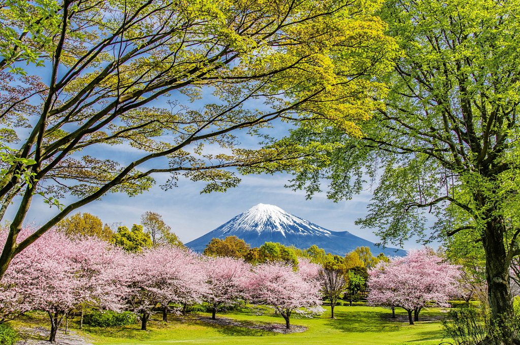 おはようございます。
桜と新緑が美しい公園からの富士山風景です！
