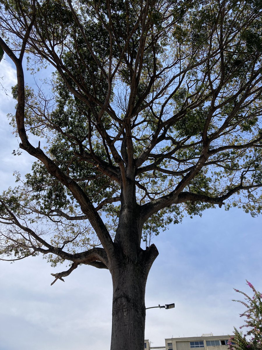 Esta ceiba en Santa Eduvigis (un monumento natural, al que ya le podaron algunas ramas) sigue amenazada. Hay que protegerla.