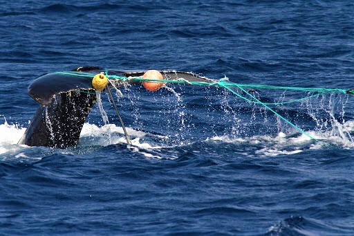 Entanglement in fishing gear is a leading cause of serious injury and death for whale species. The number of whales caught in fishing gear tripled in the last 8 years. Research found even “non-lethal entanglements” have major impacts on whale populations. #WhaleWednesday