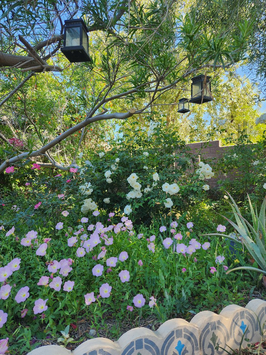 my desert garden ... thanks to the weird weather this year. I'll take it. #flowerreport.