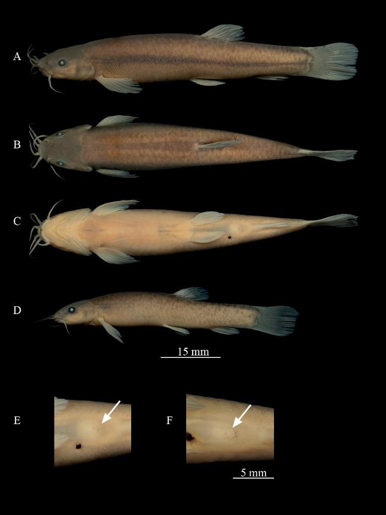 Chinese researchers have recently discovered a new loach species, Oreonectes andongensis, in the Hongshui River system of south China's Guangxi, signifying the unique geographical environment and rich #biodiversity of the region, according to a study published in @ZooKeys_Journal