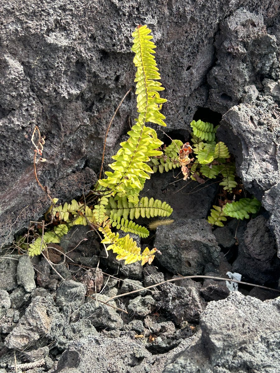#Parkchat A 9) Love the contrast of bare lava field, punctuated by something green and growing in @Volcanoes_NPS